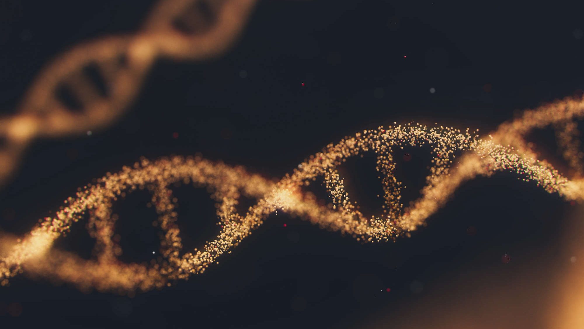 Epigenetik – Wie Umwelt und Verhalten unsere Gene steuern
