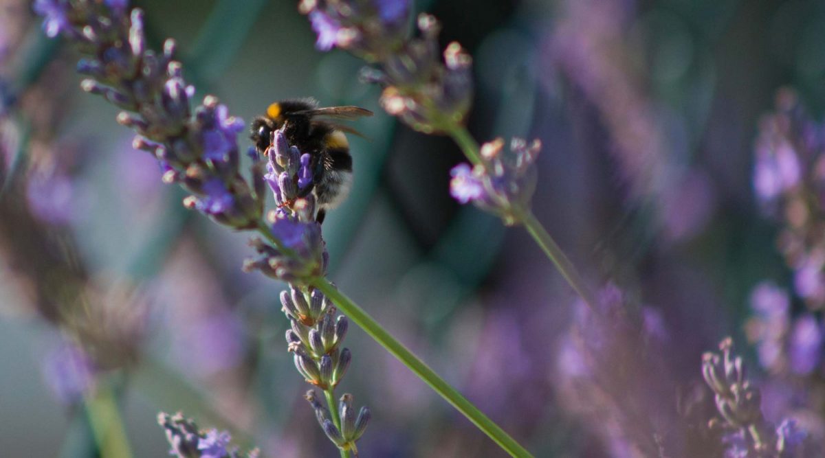 Insektenfutter – wie du dem Bienensterben entgegentreten kannst