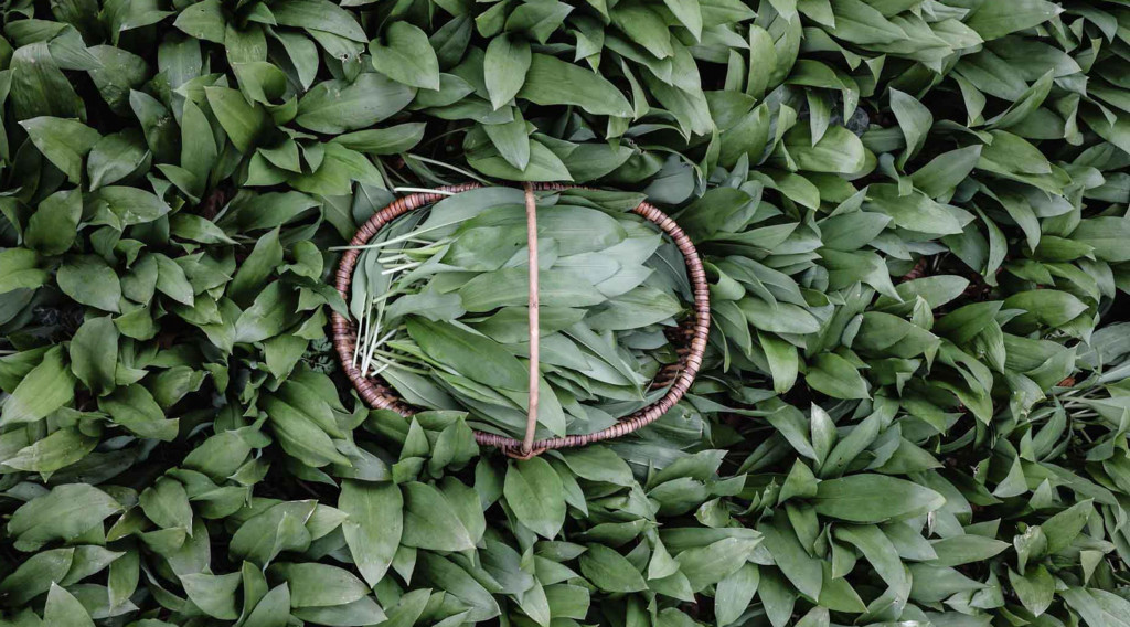 Bärlauch – Heilpflanze und leckerer Frühlingsbote!