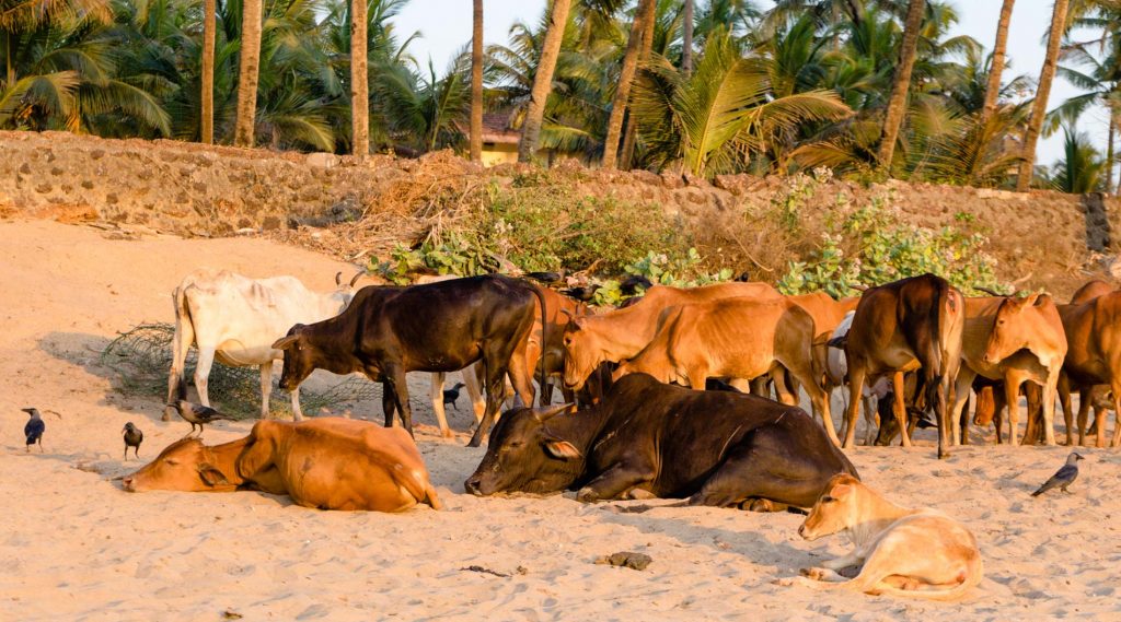 Kühe in Indien am Strand von Agonda, Das Bild entstand während meiner Yogalehrer Ausbildung in Indien.