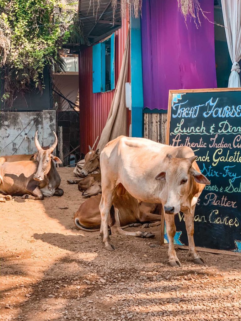 Die Kuh ist heilig in Indien und wird nicht gegessen, deswegen haben sie wohl auch vor diesem Restaurant keine Angst und schlafen davor.