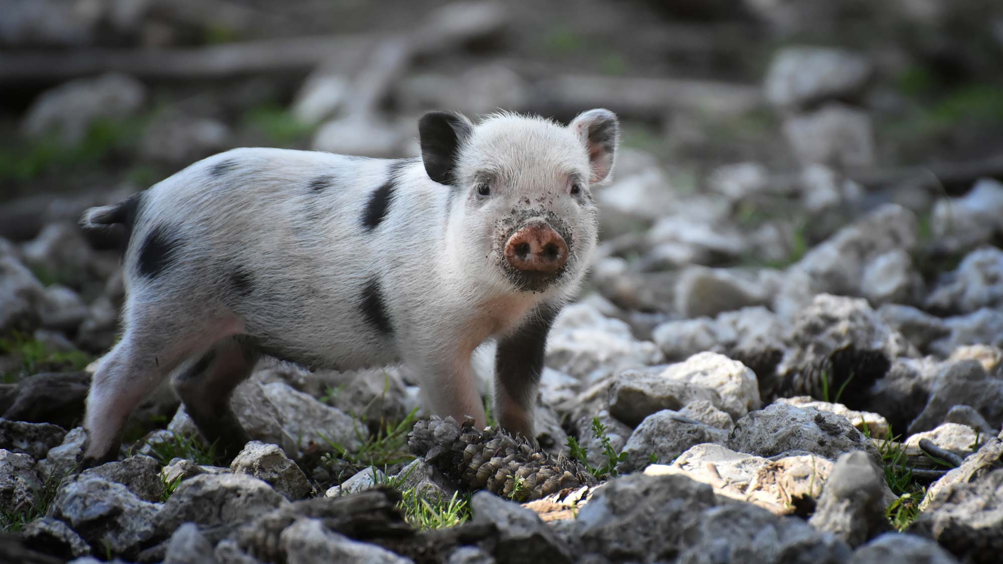 Schweine als Haustiere – sind sie vielleicht bald die neuen Hunde?