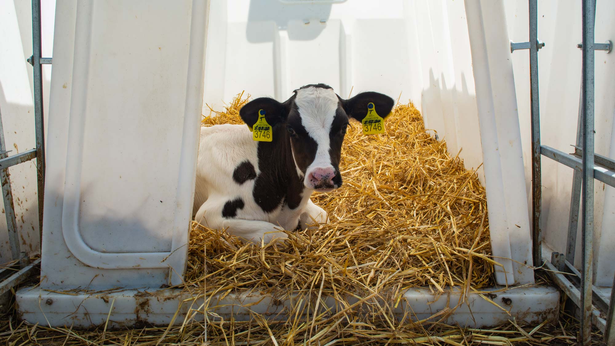 Film: „Das System Milch“ – was falsch läuft in der Milchwirtschaft