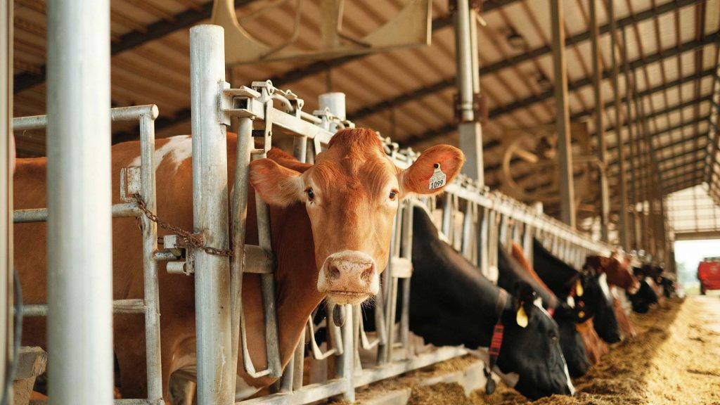 Kühe werden mit Silage gefüttert, damit die Milchwirtschaft sie billig ausbeuten kann.
