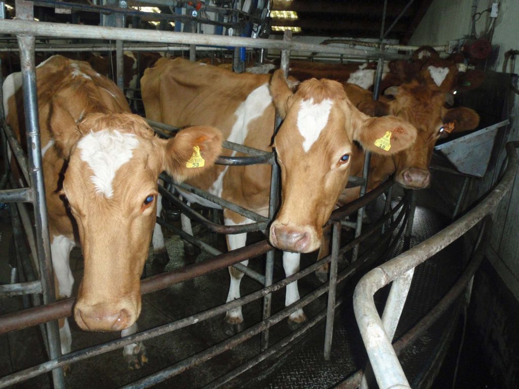 Milchwirtschaft beutet Tiere, Menschen und die Umwelt aus.