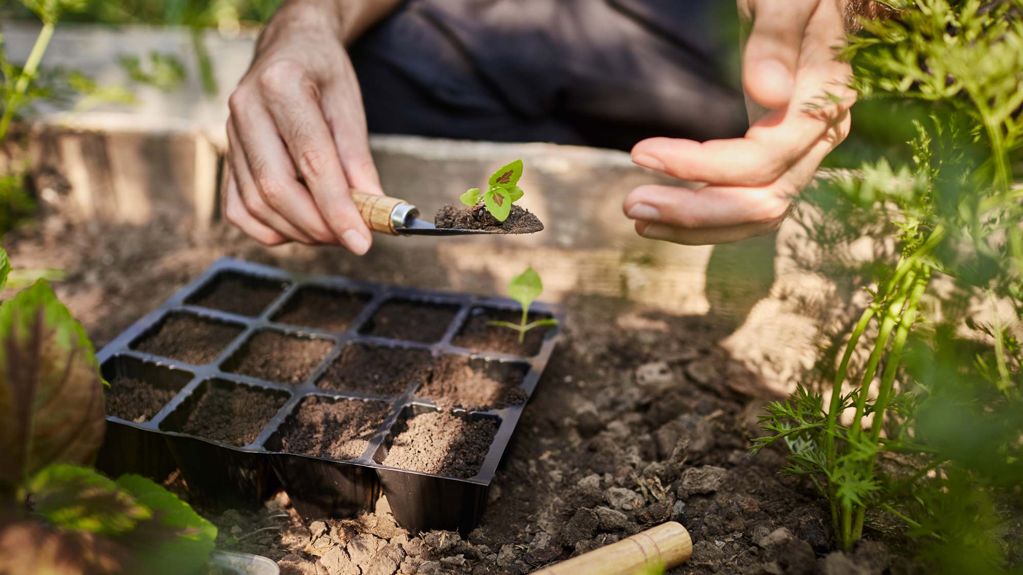 Gartenarbeit im Mai – was ist diesen Monat zu tun?
