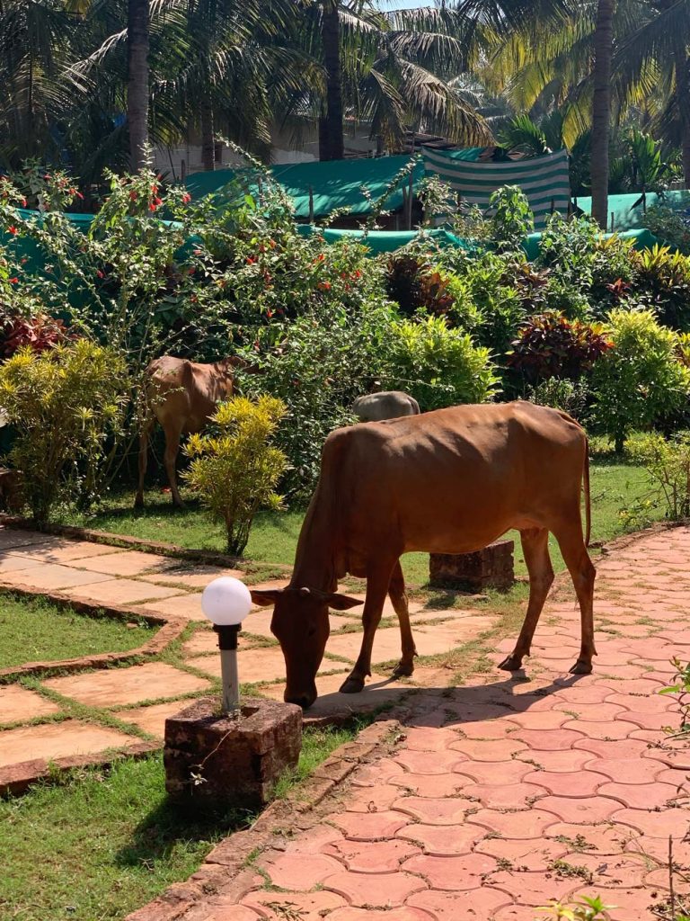 Freiumherlaufende Kühe in Indien