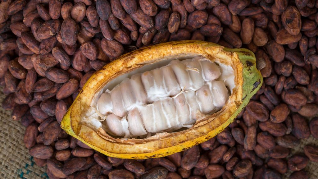 Kakao der Azteken stammt aus Südamerika