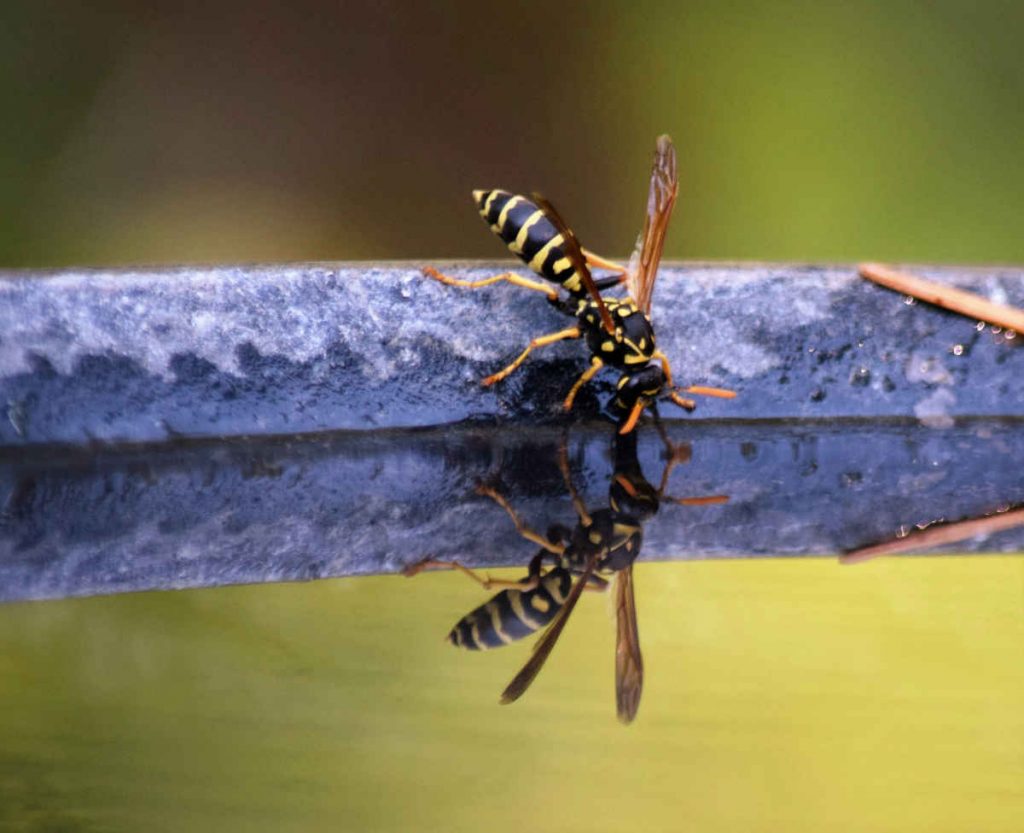Eine Wassertränke hilft Wildbienen und anderen Insektenarten im Sommer zu überleben.
