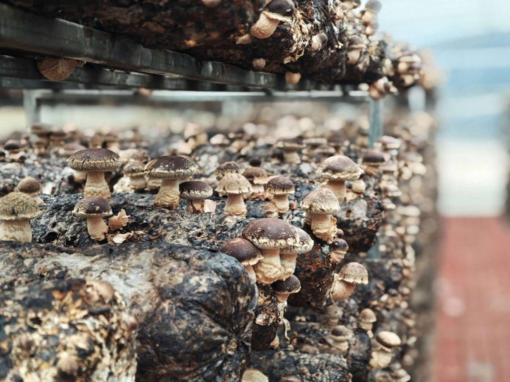 Pilze werden oft auf Pilzfarmen gezüchtet