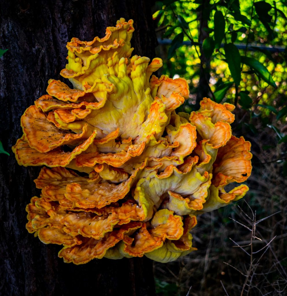 Pilze können auch giftige Farben haben