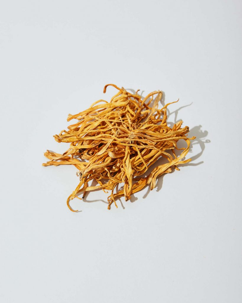 Heilpilz Cordyceps