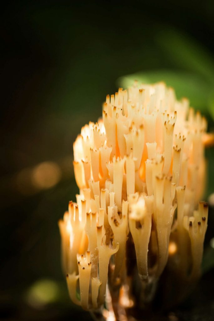 Pilze können auch aussehen als wuchsen sie im Meer: Korallenpilz
