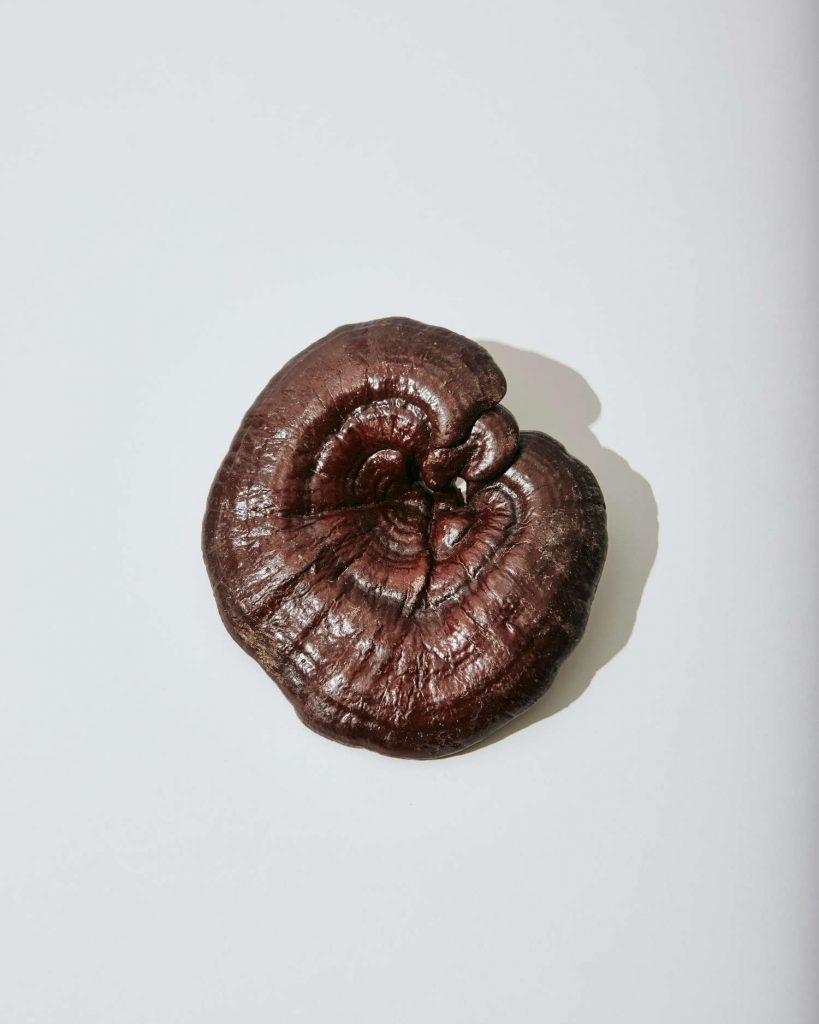 Heilpilz Reishi