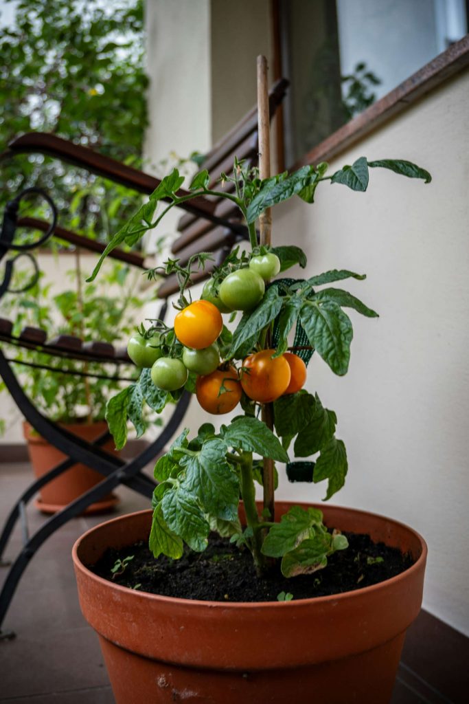 Frühlingsaussaat: Tomaten lassen sich auch gut auf dem Balkon vermehren und ernten.