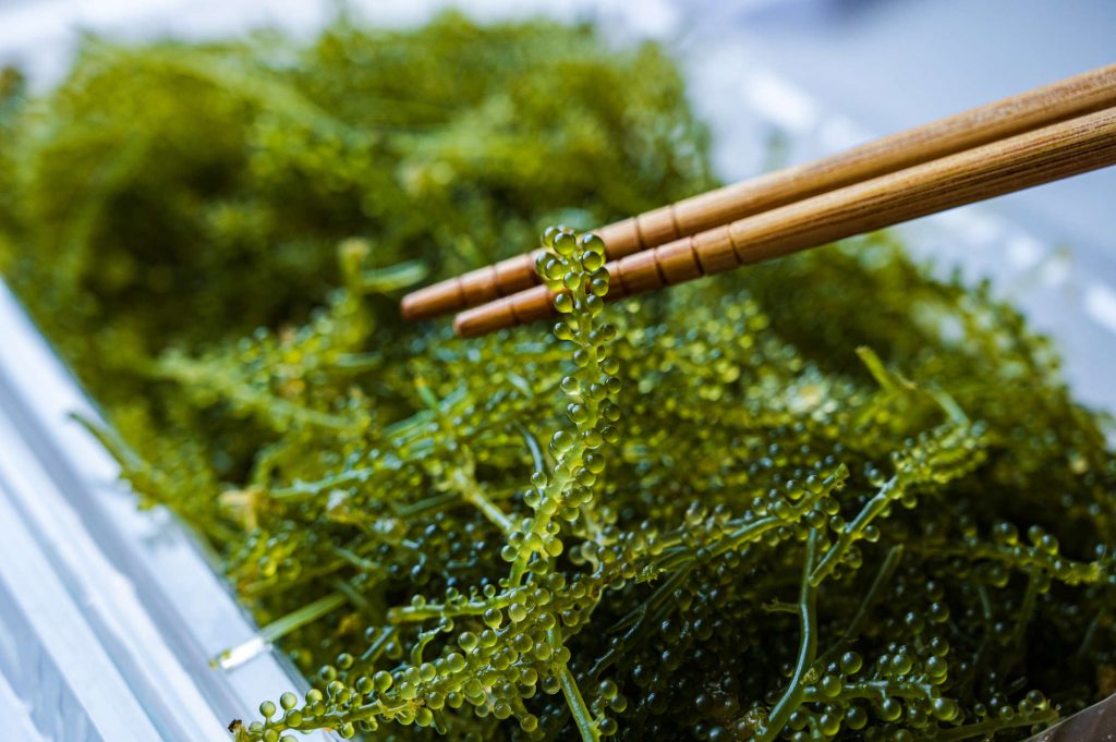 Essbare Algen: Sea Grapes