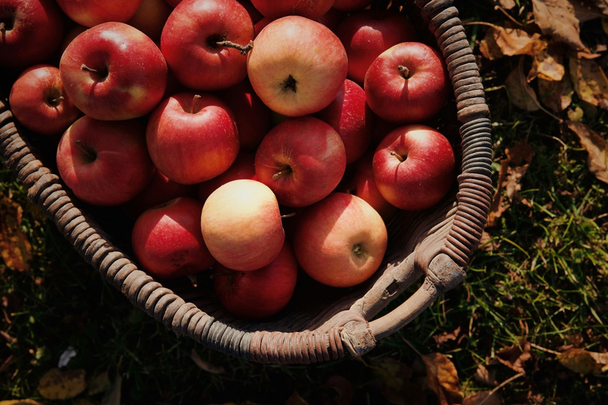 Geflochtener Korb gefüllt mit frisch geernteten roten Äpfeln im Herbstlaub