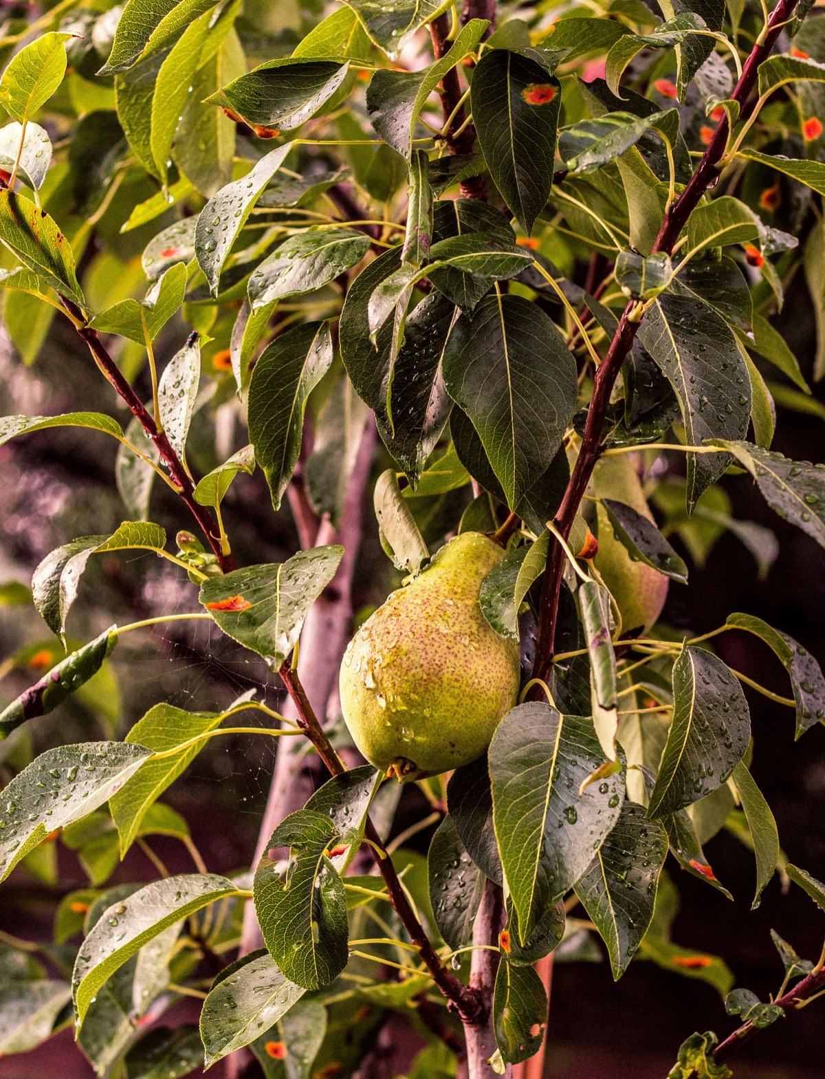 Reife Birne mit Wassertropfen hängt am Baum zwischen grünen Blättern