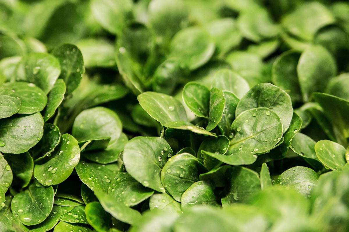 Frisch gewachsener Feldsalat mit Wassertropfen im Beet
