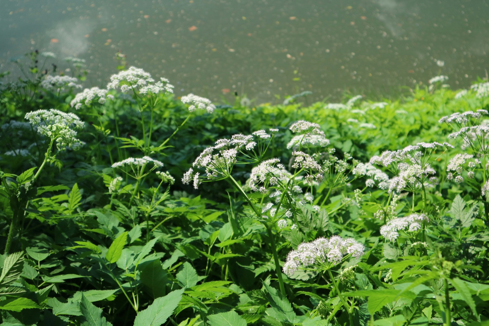 Blühender Giersch mit weißen Dolden am Ufer