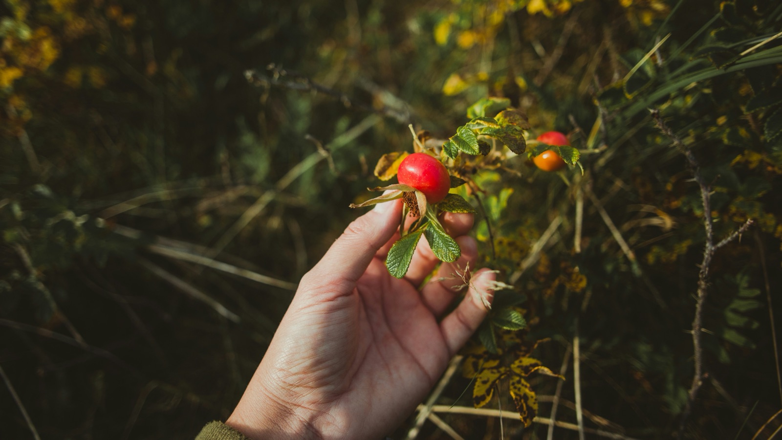Hand pflückt eine reife Hagebutte von der Wildrose im Herbst