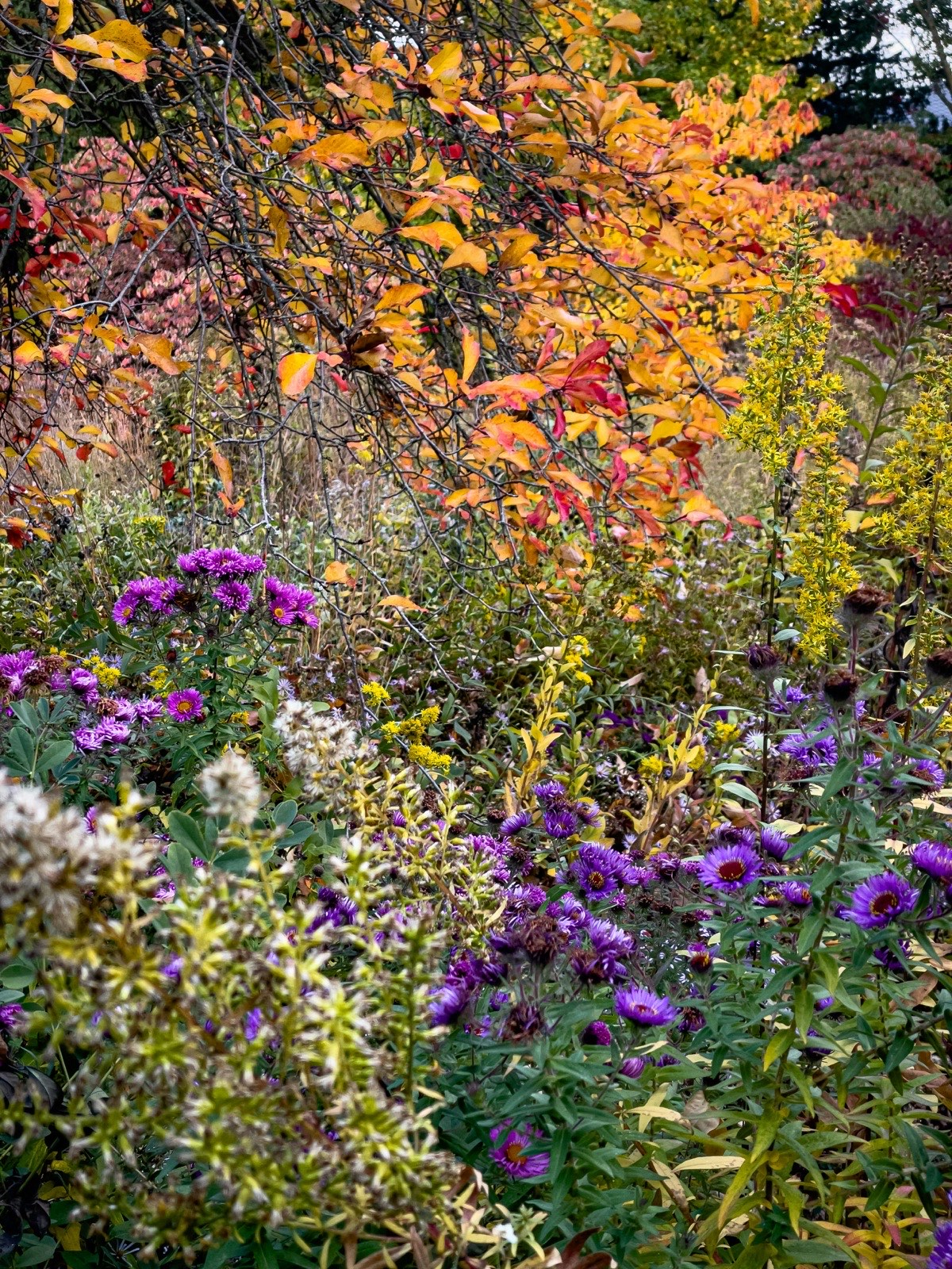 Bunt blühender Herbstgarten mit violetten Astern und goldgelbem Herbstlaub