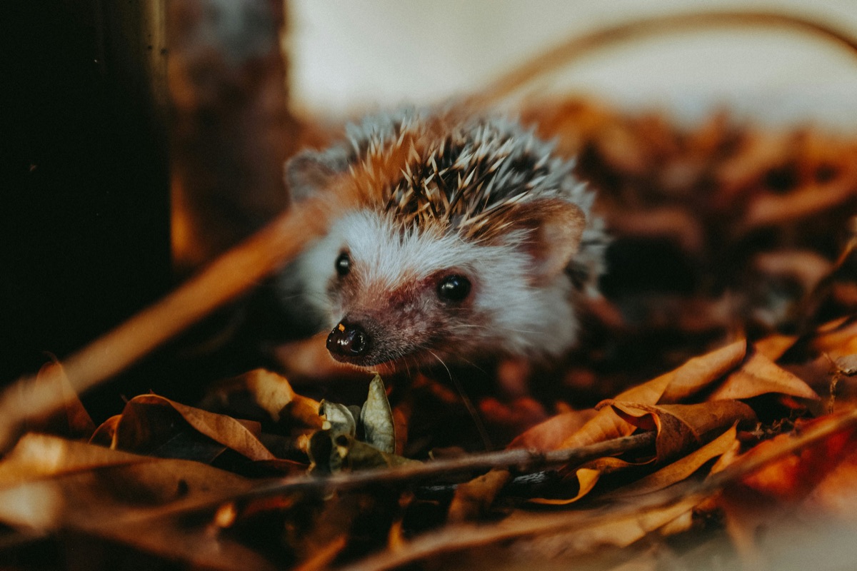 Gartenarbeit im Oktober: Igeln kannst du Schutz zwischen buntem Herbstlaub verschaffen
