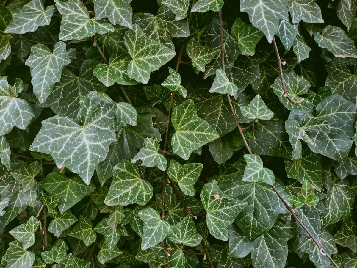 Gartenarbeit im Oktober: Dichtes immergrünes Efeu-Laub sollte auch im Herbst und Winter gegossen werden