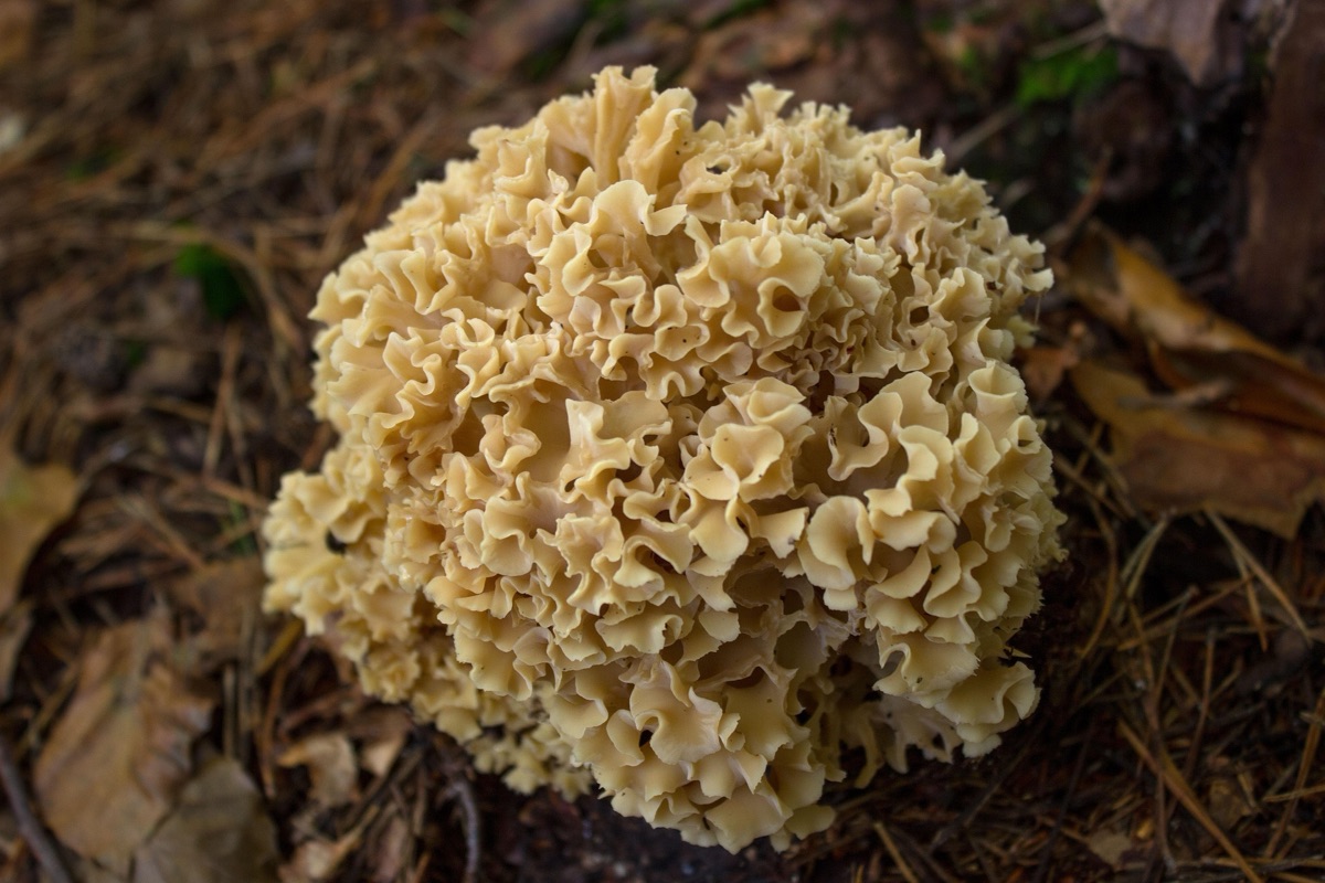 Krause Glucke, ein korallenartiger cremefarbener Wildpilz auf dem Waldboden