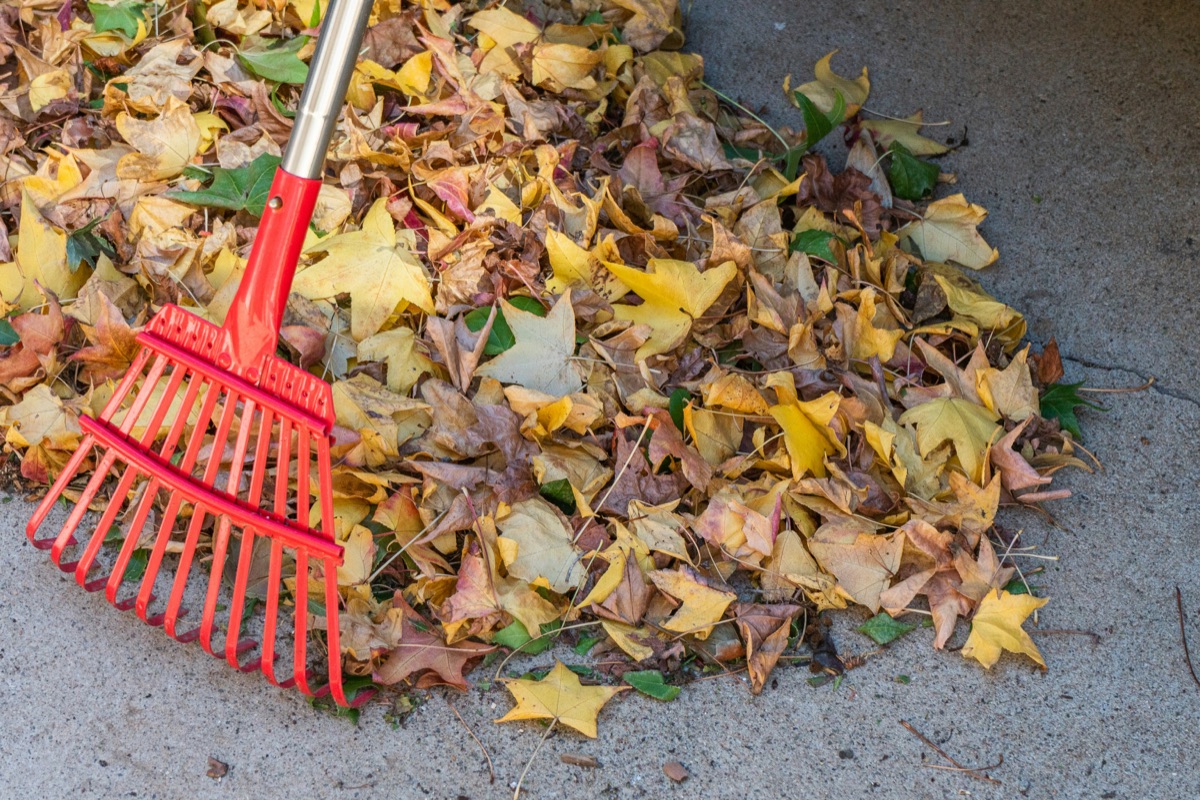 Roter Rechen liegt auf einem Haufen buntem Herbstlaub