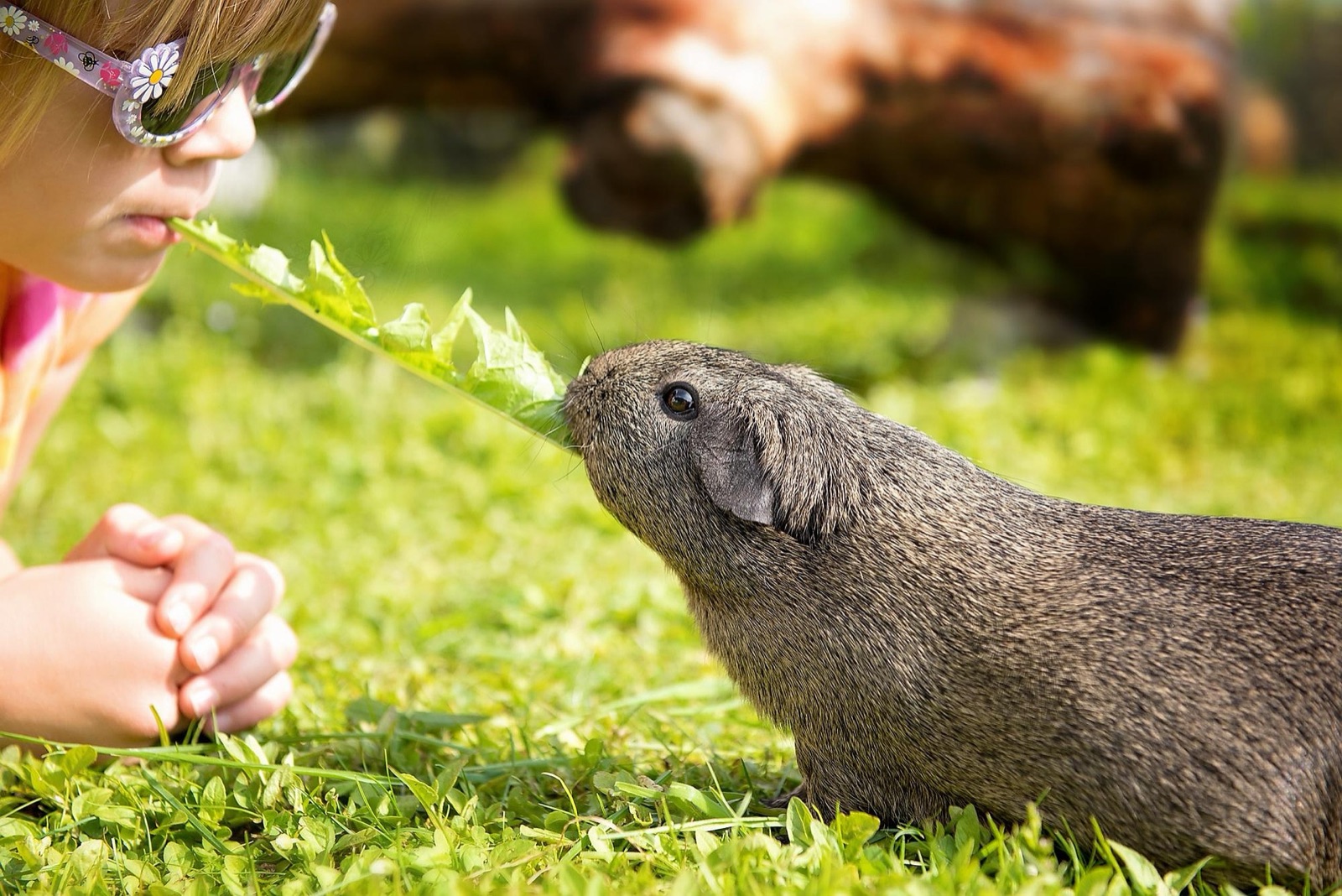 Kind füttert einem Meerschweinchen ein Löwenzahnblatt