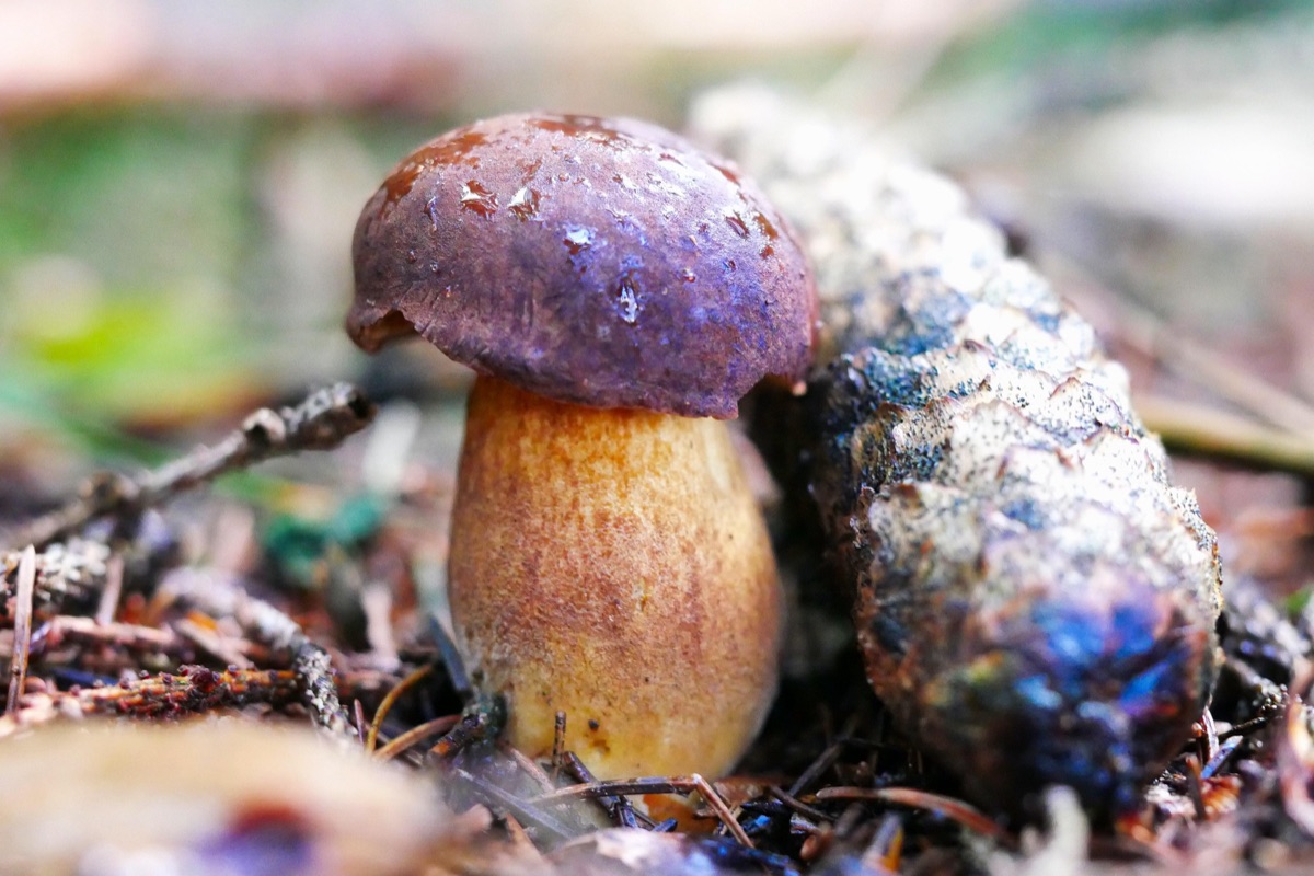 Junger Maronen-Röhrling mit kastanienbraunem Hut neben einem Tannenzapfen im Waldboden
