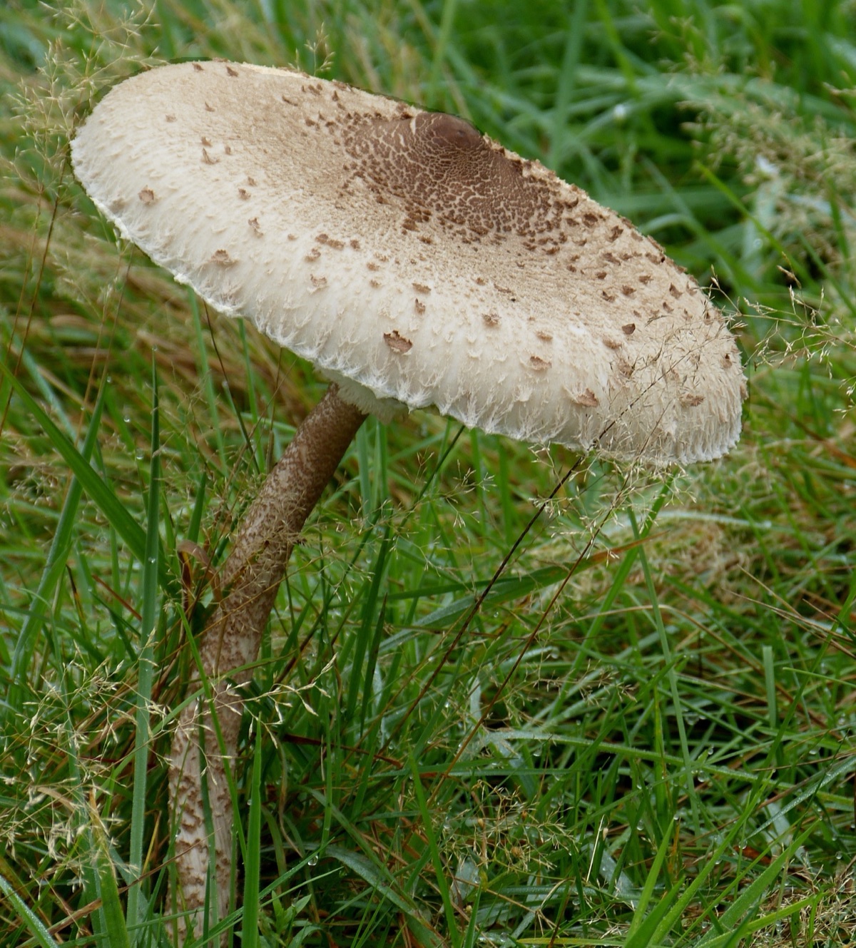 Großer Parasol mit schuppigem Schirm-Hut und genattertem Stiel auf einer Wiese