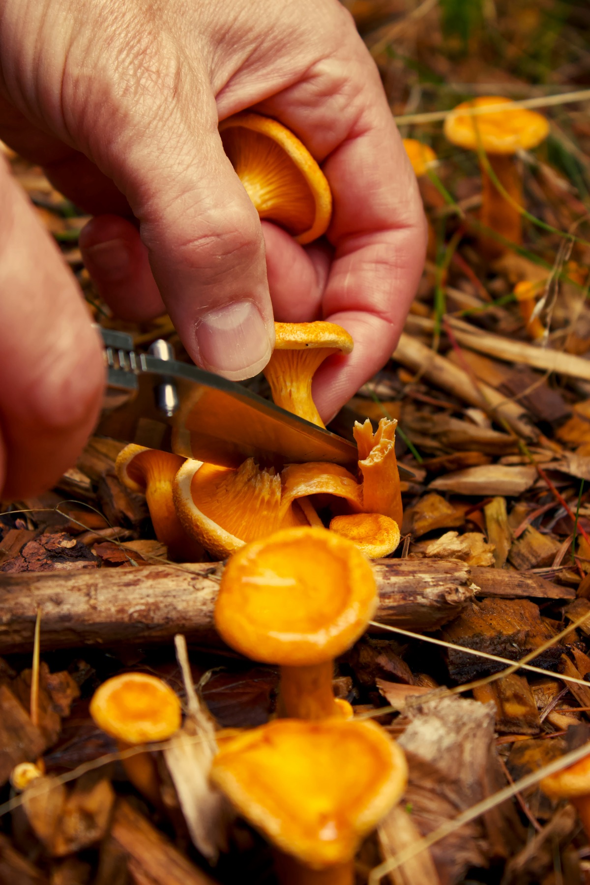 Frisch geschnittene orangefarbene Pfifferlinge mit Messer im Waldboden