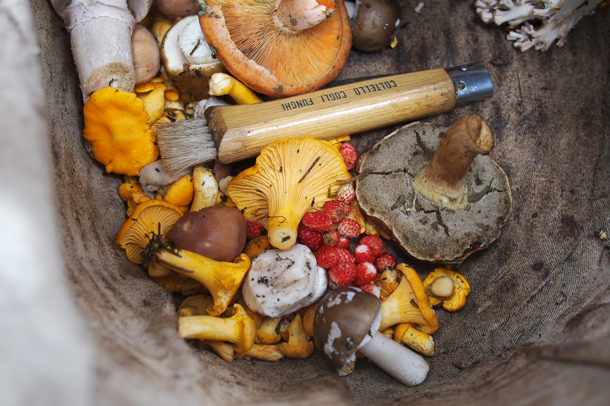 Pilzmesser mit Bürste liegt zwischen frisch gesammelten Wildpilzen und Walderdbeeren