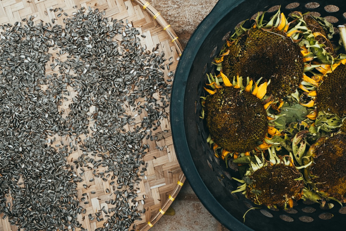 Getrocknete Sonnenblumenkerne als gesammeltes Saatgut neben verblühten Sonnenblumen