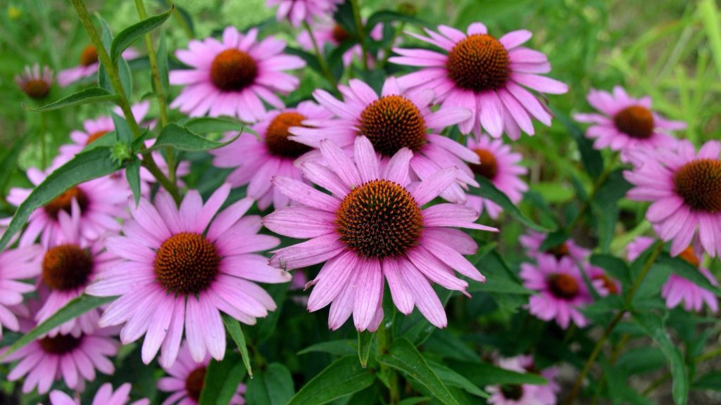 Blühender Sonnenhut (Echinacea) mit pinken Blüten im Spätsommergarten