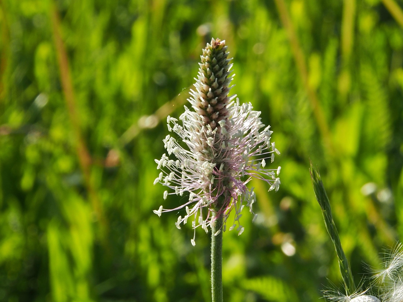 Blühender Spitzwegerich mit weiß-violetten Staubblüten auf der Wiese