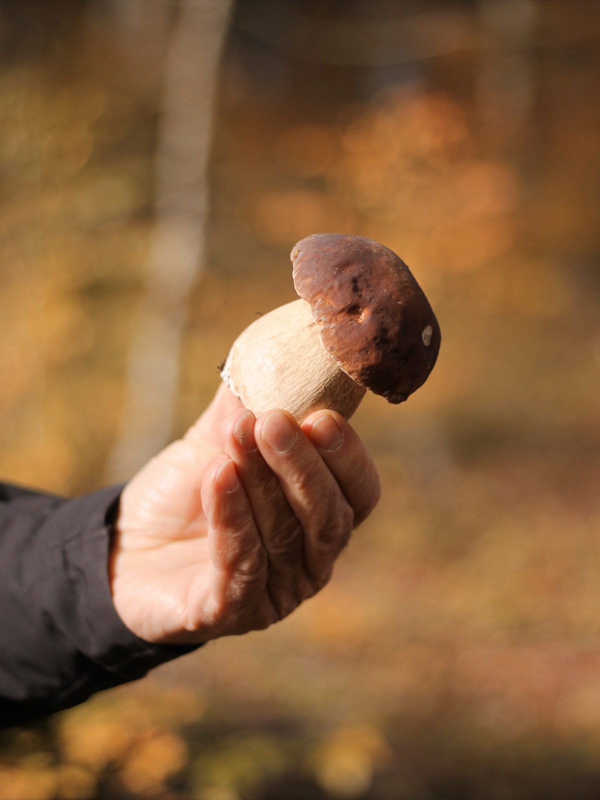 Hand hält einen frisch geernteten Steinpilz mit braunem Hut im Herbstwald