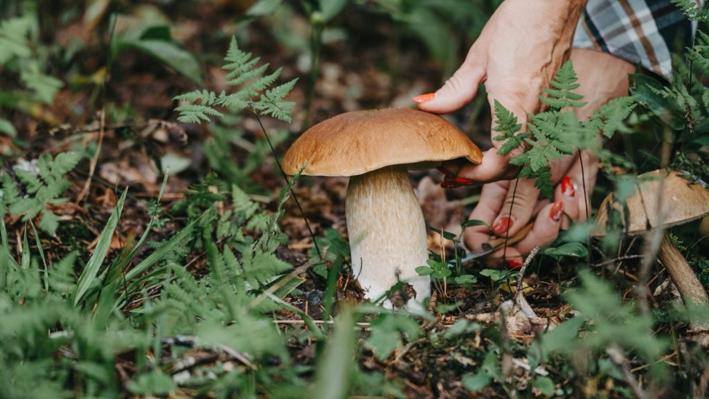 Hand pflückt einen Steinpilz im herbstlichen Waldboden zwischen Farnen