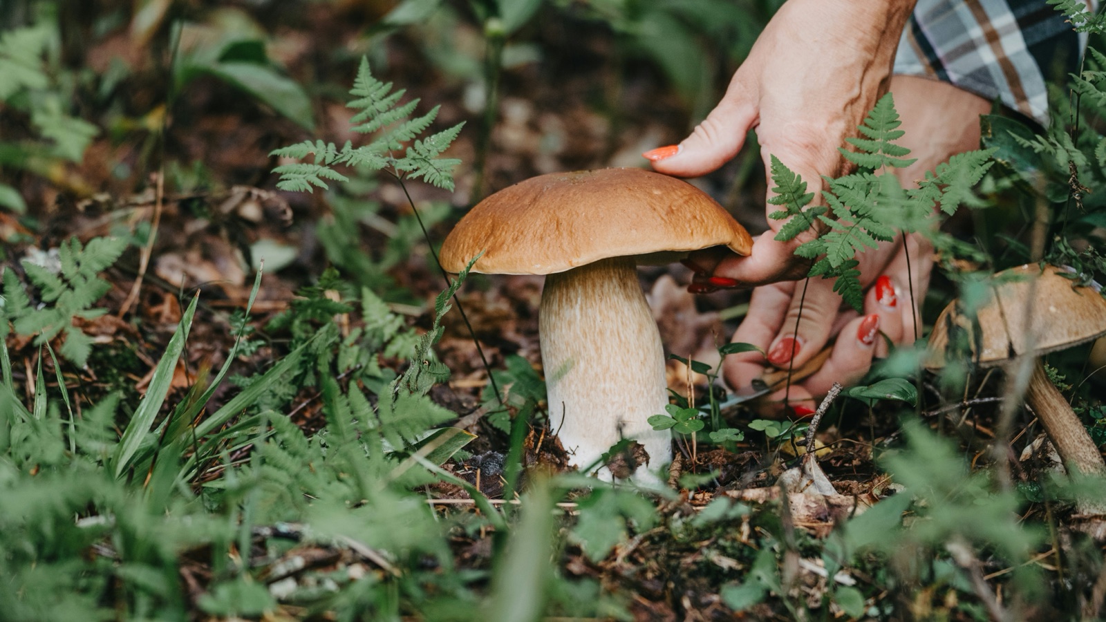 Hand pflückt einen Steinpilz im herbstlichen Waldboden zwischen Farnen