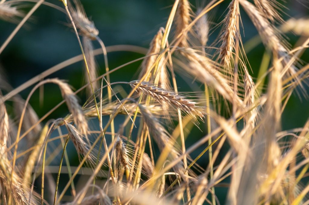 Reife Roggenähren im Gegenlicht vor grünem Hintergrund