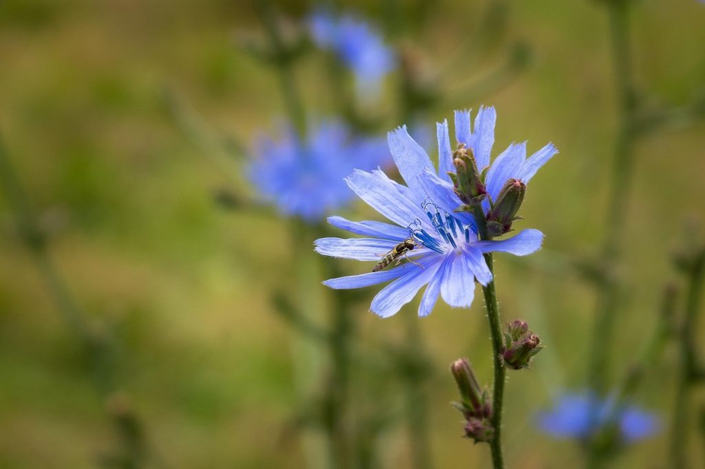Blaue Zichorienblüte mit einer Schwebfliege vor grün verschwommenem Hintergrund