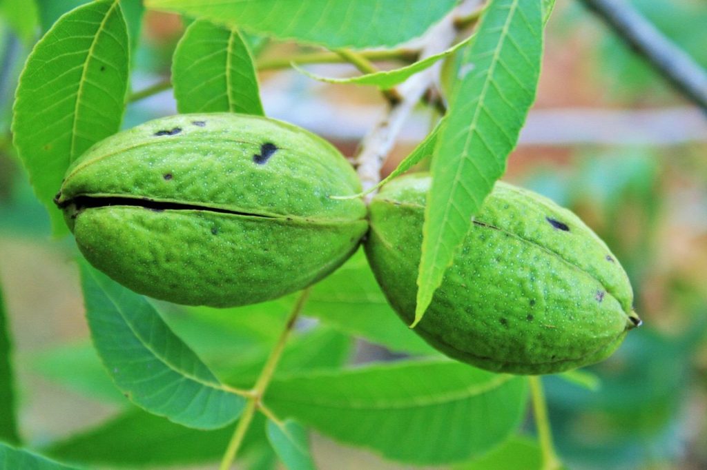 Zwei grüne Pekannuss-Früchte mit aufgeplatzter Hülle zwischen Blättern am Baum